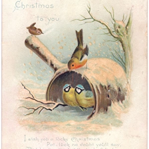 Robin, two blue tits and wren on a Christmas card