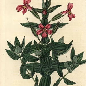 Rose monkey-flower, Mimulus roseus
