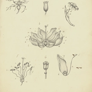 Rose, primula, Narcissus, Fritillaria