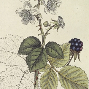 Rubus corylifolia, blackberry