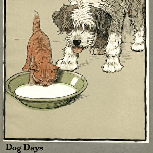 Rufus the cat drinks from a bowl, watched by a dog