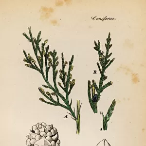 Savin juniper, Juniperus sabina