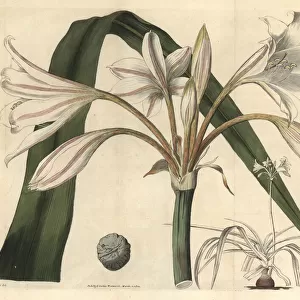 Scarborough lily, Cyrtanthus elatus