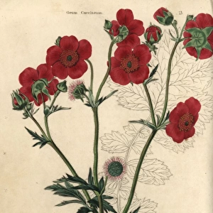 Scarlet flowered Avens, Geum coccineum