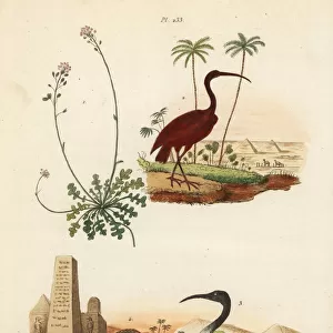 Scarlet ibis, sacred ibis and candytuft