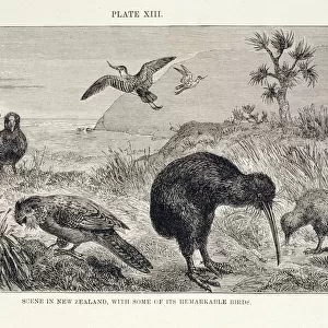 Scene in New Zealand, with some of its remarkable birds