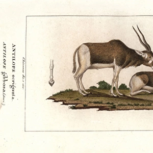 Screwhorn antelope, Addax nasomaculatus Critically