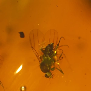 Scuttle fly in amber