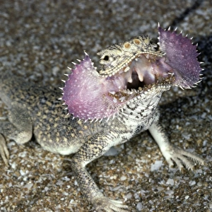 Secret Toad-Headed Agama - dispays being disturbed