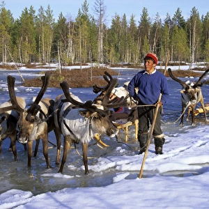 Selkup man with reindeer-sledge, Siberia