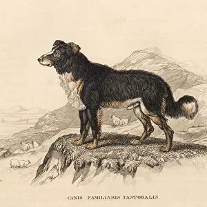 Sheepdog, Canis lupus familiaris