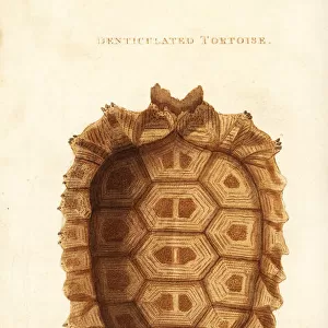 Shell of the yellow-footed tortoise, Chelonoidis denticulata