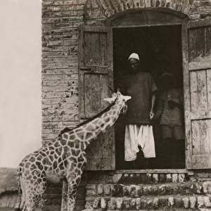 Singa, Sudan - A Tame Giraffe