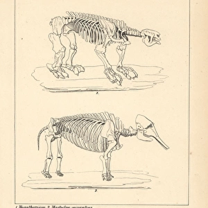 Skeleton of the Megatherium, and Mastodon giganteus