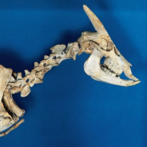 Skeleton of Myotragus balearicus. Spain