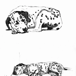 Sketches of a Dalmatian puppy by Cecil Aldin