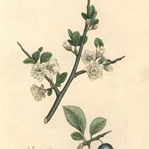 Sloe or blackthorn tree, Prunus spinosa