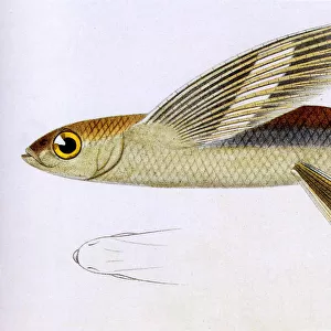 Smallhead Flying Fish Date: 1849