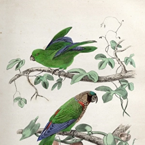 Two species of parrot
