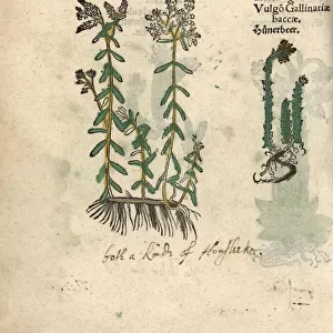 Species of white stonecrop, Sedum album