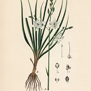 Spider plant, Anthericum ramosum
