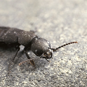 Staphylinus olens, devils coach horse beetle
