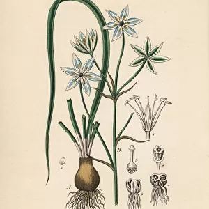 Star of Bethlehem lily, Ornithogalum umbellatum