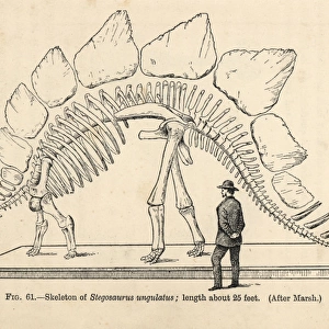 Stegosaurus armatus skeleton