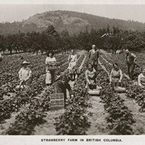 Strawberry Farm - British Columbia - Canada