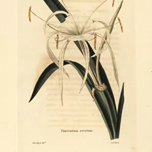 Streambank spiderlily, Hymenocallis rotata