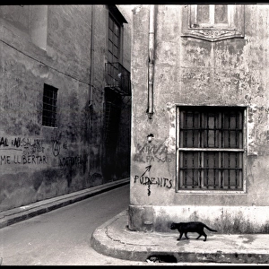 Street corner grafitti black cat, Valencia, Spain