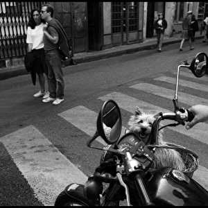Street scene dog in Motorcycle basket, Paris, France