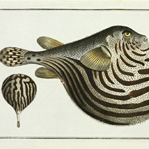 The Striped fish (Arothron stellatus)