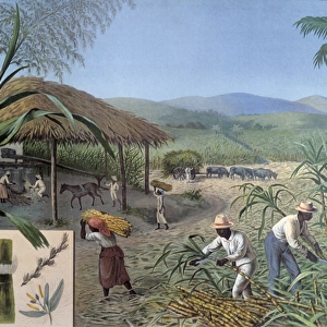 Sugar Plantation