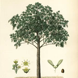 Sycamore maple tree, Acer pseudoplatanas