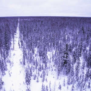 Taiga forest in winter - Old oil search cutting