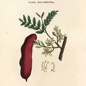 Tamarind, Tamarindus indicus