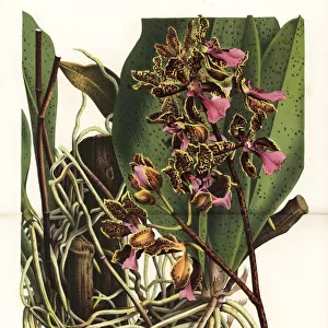 Trichocentrum lanceanum orchid