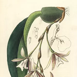 Trichopilia laxa orchid