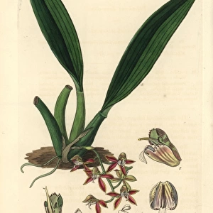Trinidad macradenia orchid, Macradenia lutescens