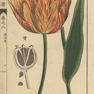 Tulip, Tulipa gesneria L