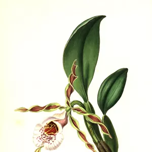 Twisted trichopilia orchid, Trichopilia tortilis