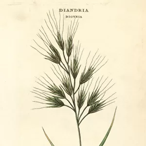 Upright annual broom-grass or brome grass, Bromus diandrus