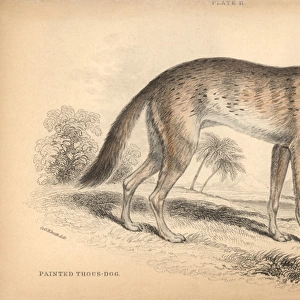 Variegated jackal, Canis aureus soudanicus