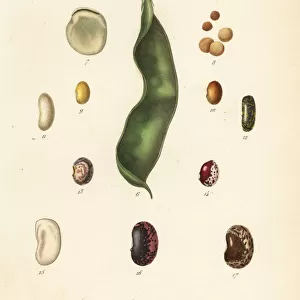 Varieties of peas and beans, gousses et graines legumieres