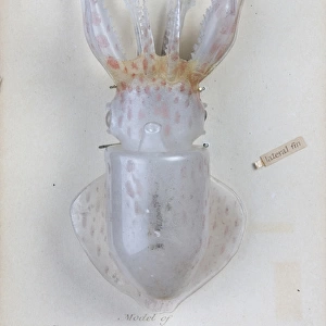 Verania sicula, squid