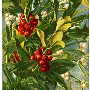 Victorian Christmas, Holly and Mistletoe