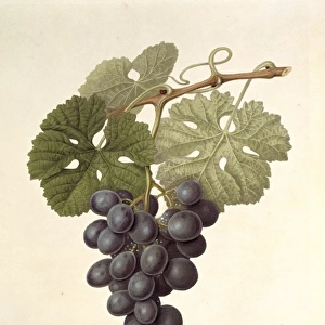 Vitis sp. grape (The Raisin de Carmes)