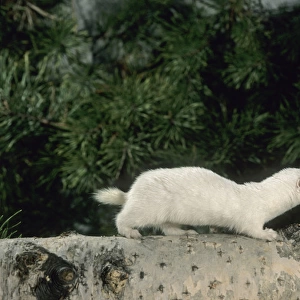 Weasel - in white winter fur, adult; common predator