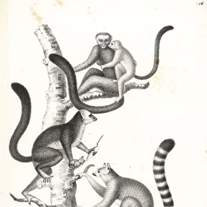 White-headed lemur and ring-tailed lemur